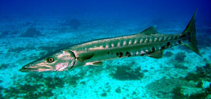 Barracuda