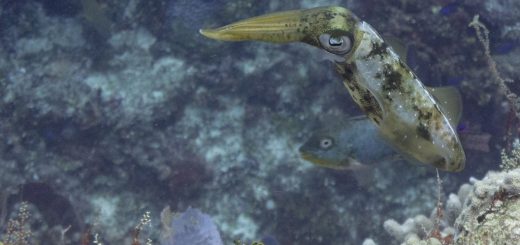 Caribbean Reef Squid